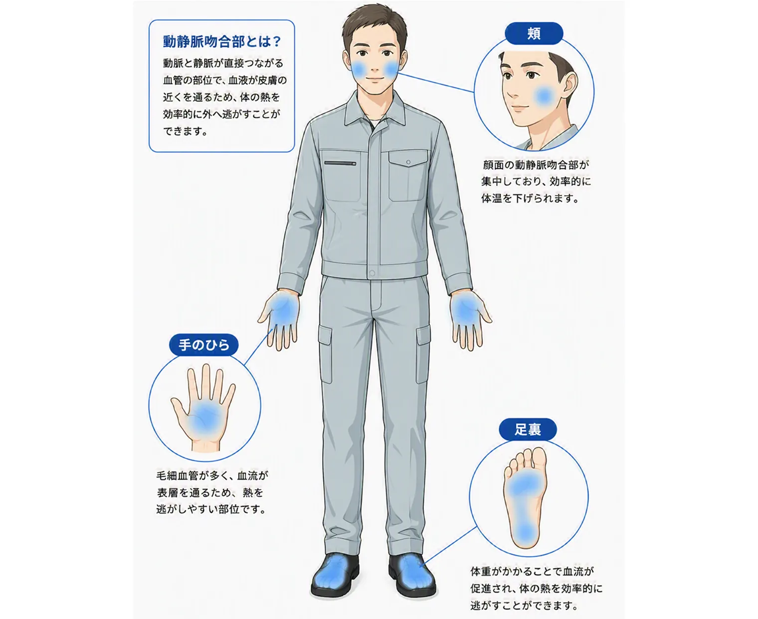 人体の正面図。手のひら・足裏・頬の3つの部位が青くハイライトされ、動静脈吻合部として体温を効率的に下げやすいことを示すインフォグラフィック